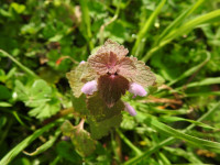 Lamium purpureum
