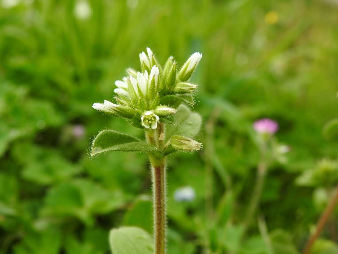 Cerastium glomeratum