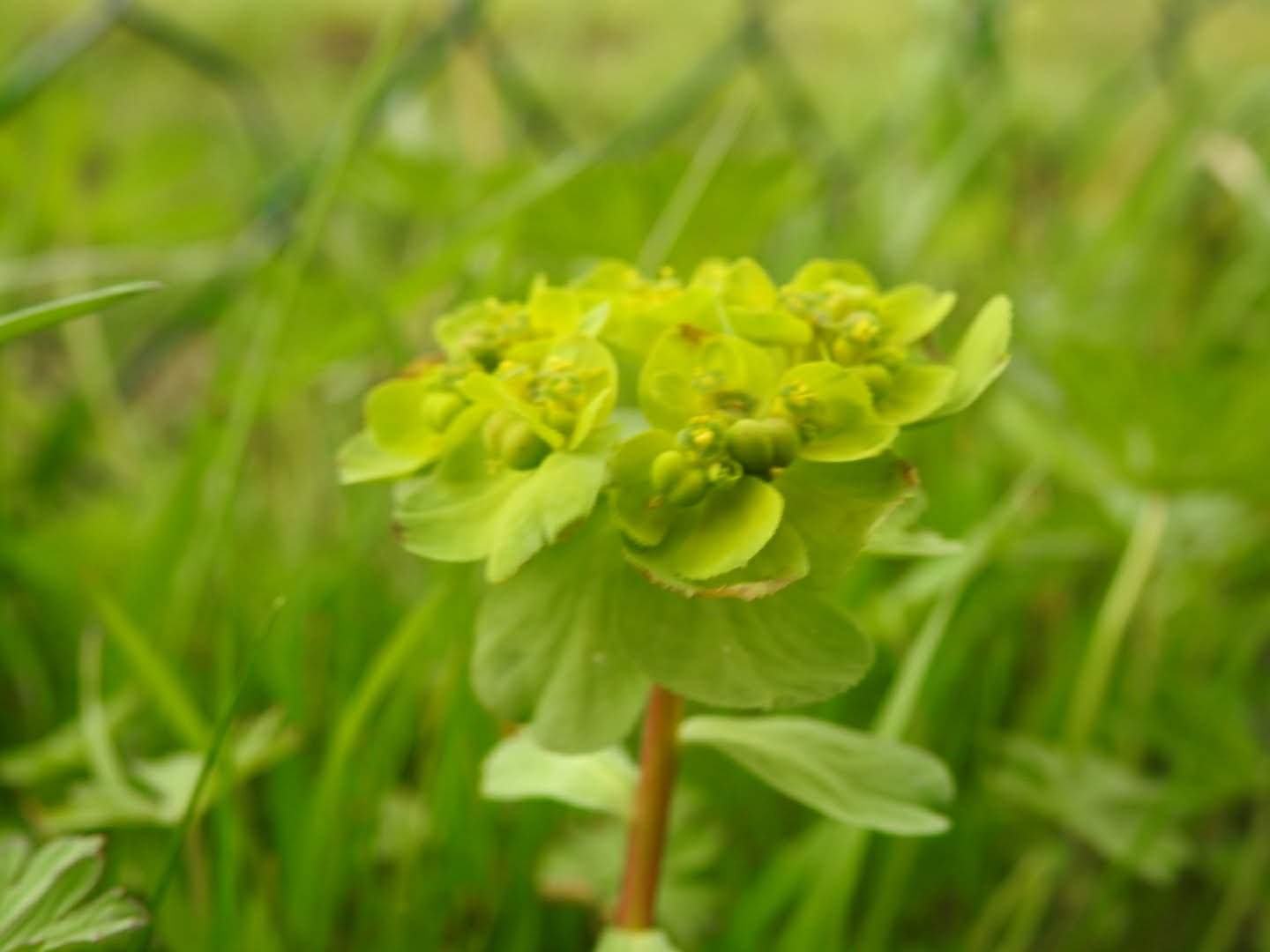 Euphorbia helioscopia