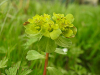 Euphorbia helioscopia