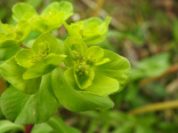 Euphorbia helioscopia