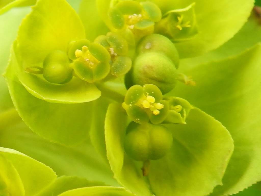 Euphorbia helioscopia