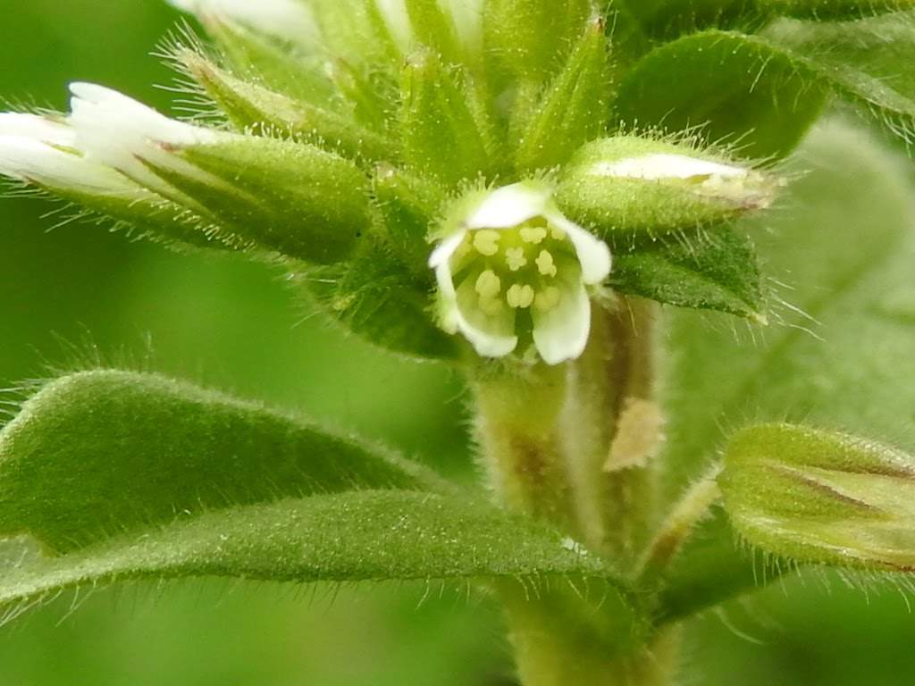 Cerastium glomeratum