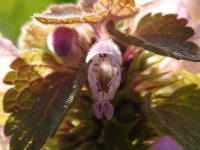 Lamium purpureum