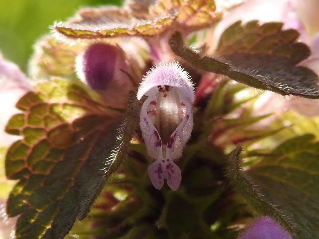 Lamium purpureum
