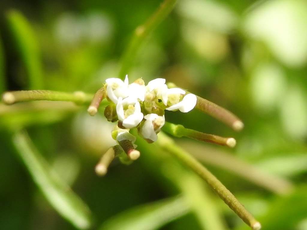 Cardamine hirsuta
