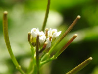 Cardamine hirsuta