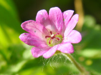 Geranium molle