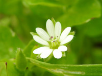 Stellaria media