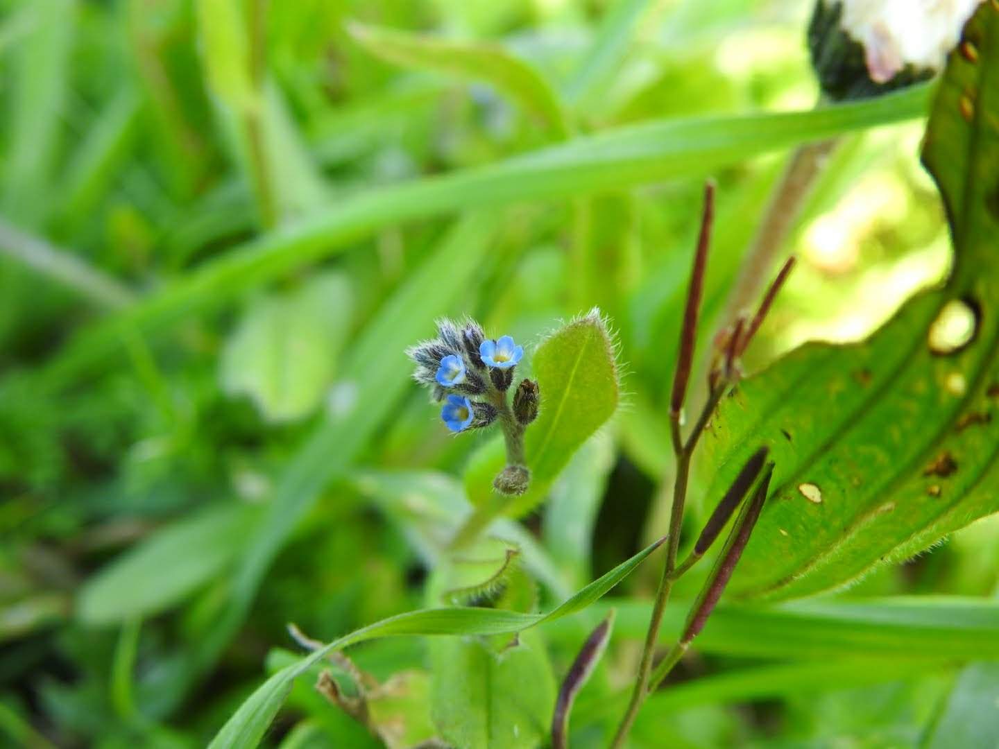 Myosotis arvensis