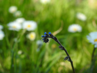 Myosotis arvensis