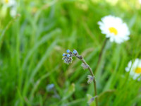 Myosotis arvensis