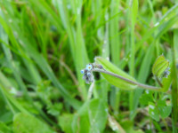 Myosotis arvensis