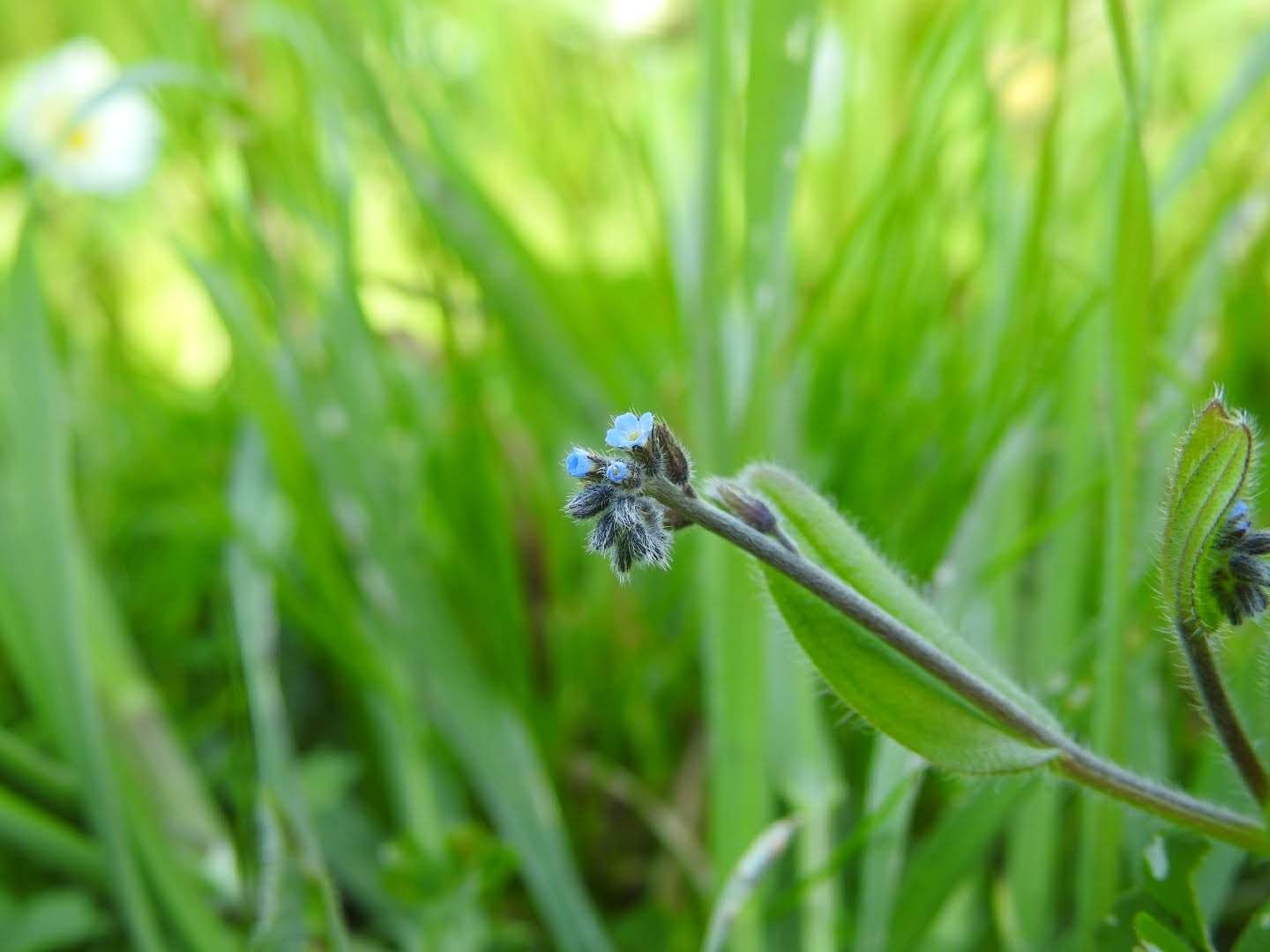 Myosotis arvensis
