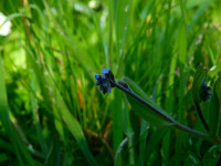 Myosotis arvensis