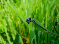 Myosotis arvensis