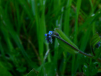 Myosotis arvensis