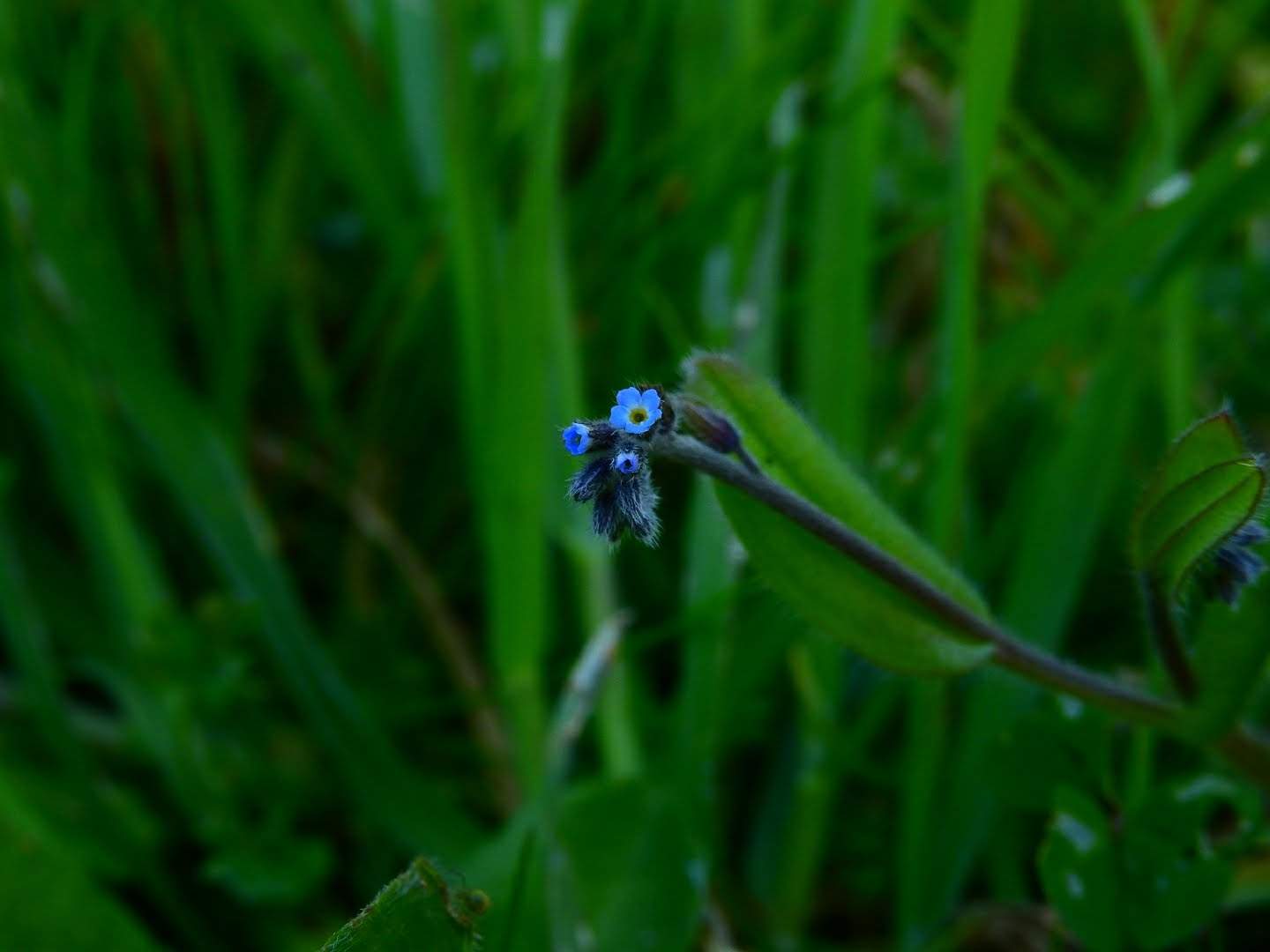Myosotis arvensis