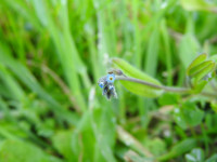 Myosotis arvensis