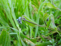 Myosotis arvensis