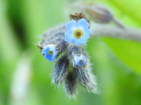 Myosotis arvensis