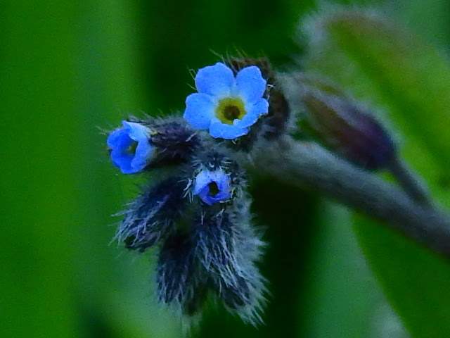 Myosotis arvensis