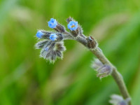 Myosotis arvensis