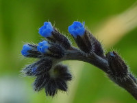 Myosotis arvensis