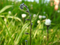 Myosotis arvensis
