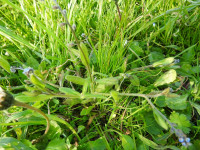 Myosotis arvensis