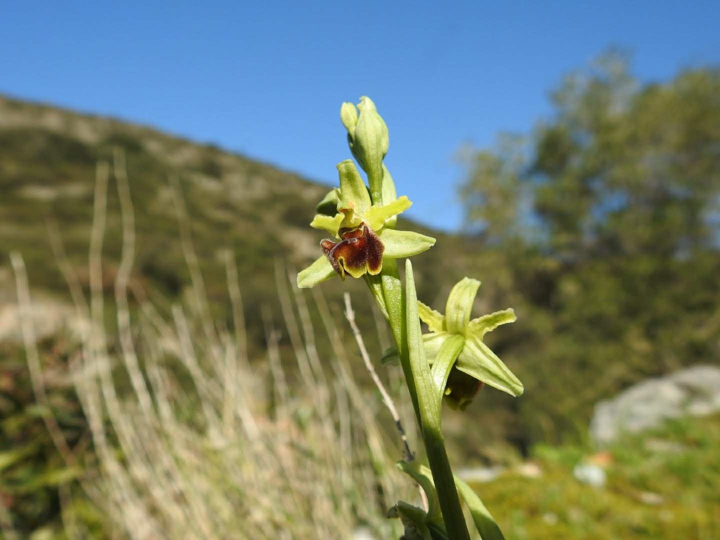 Ophrys sphegodes