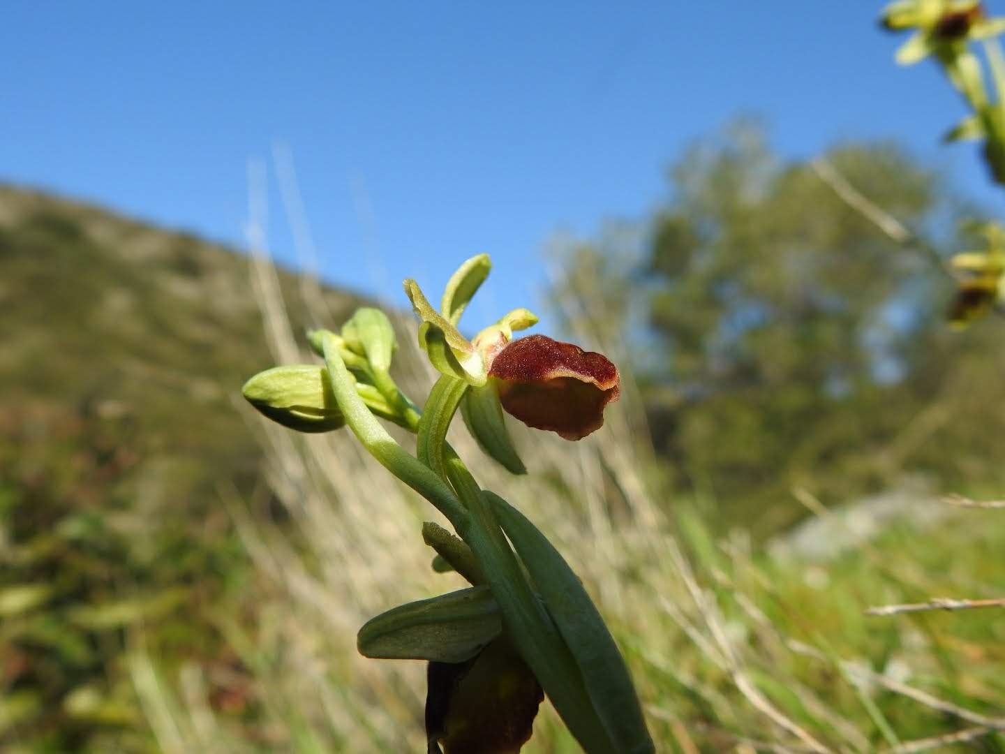 Ophrys sphegodes