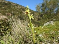 Ophrys sphegodes