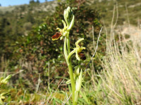 Ophrys sphegodes