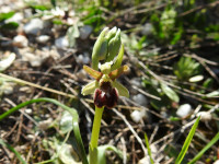 Ophrys sphegodes
