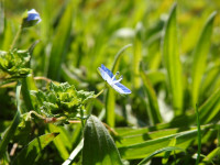 Veronica persica