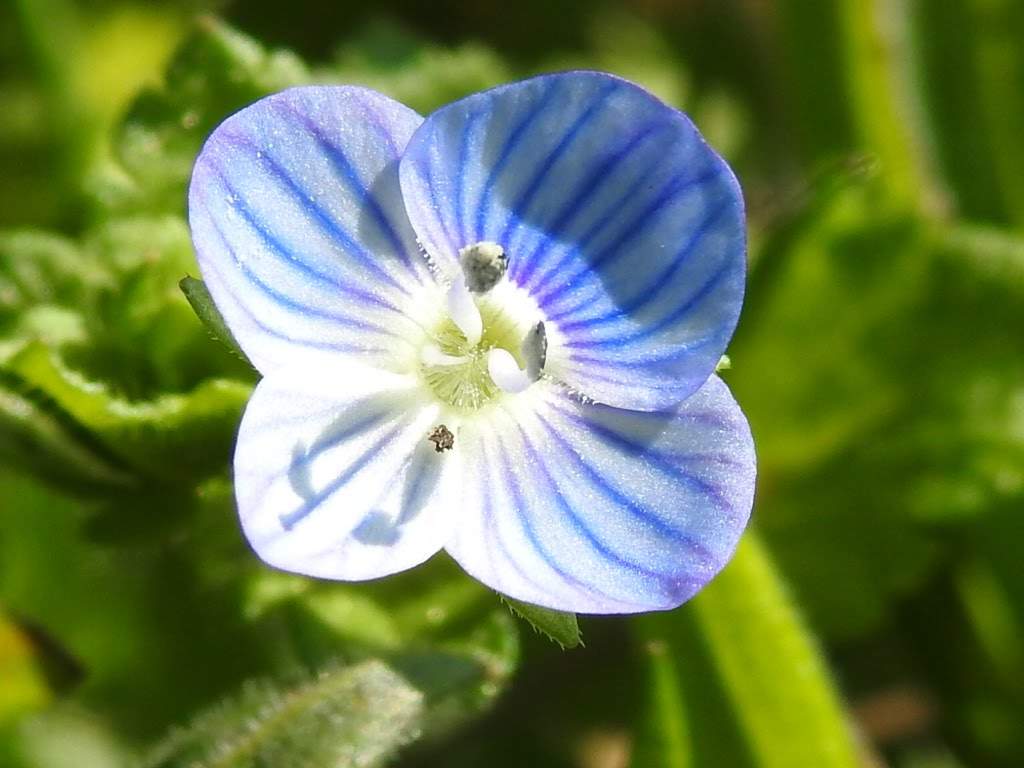 Veronica persica