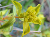 Euphorbia spinosa