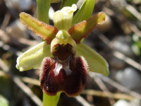 Ophrys sphegodes