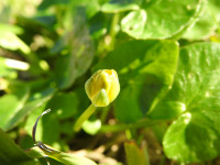 Ficaria verna
