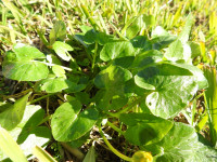 Ficaria verna
