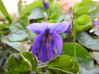 Viola odorata