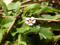 Potentilla micrantha