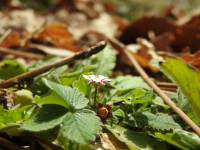 Potentilla micrantha