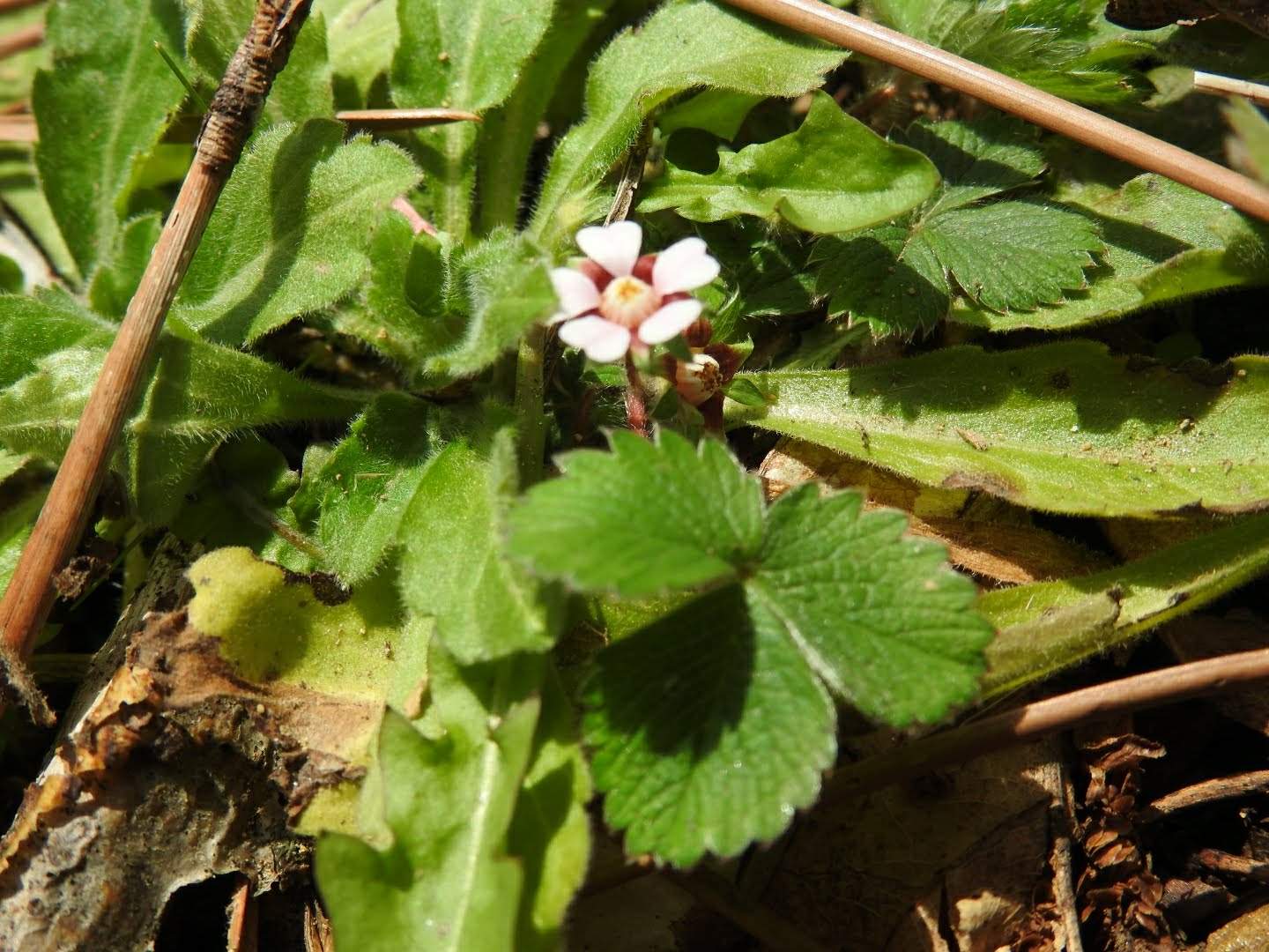 Potentilla micrantha
