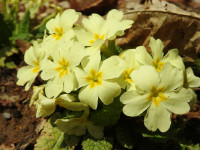 Primula vulgaris