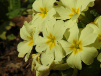 Primula vulgaris