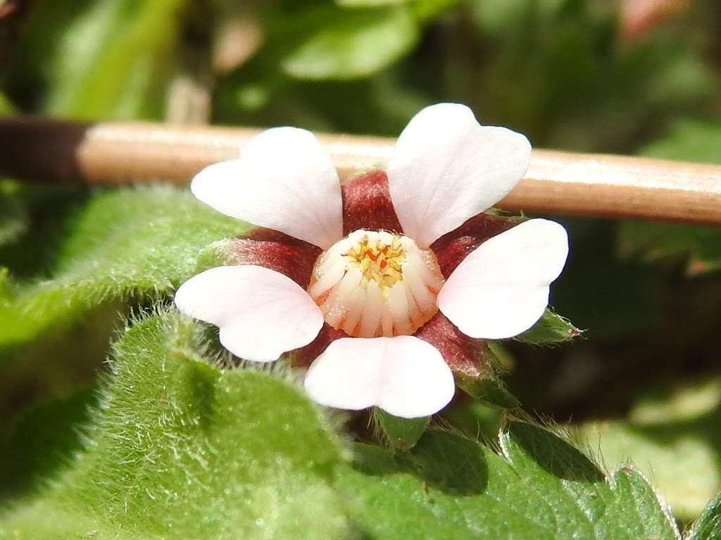 Potentilla micrantha