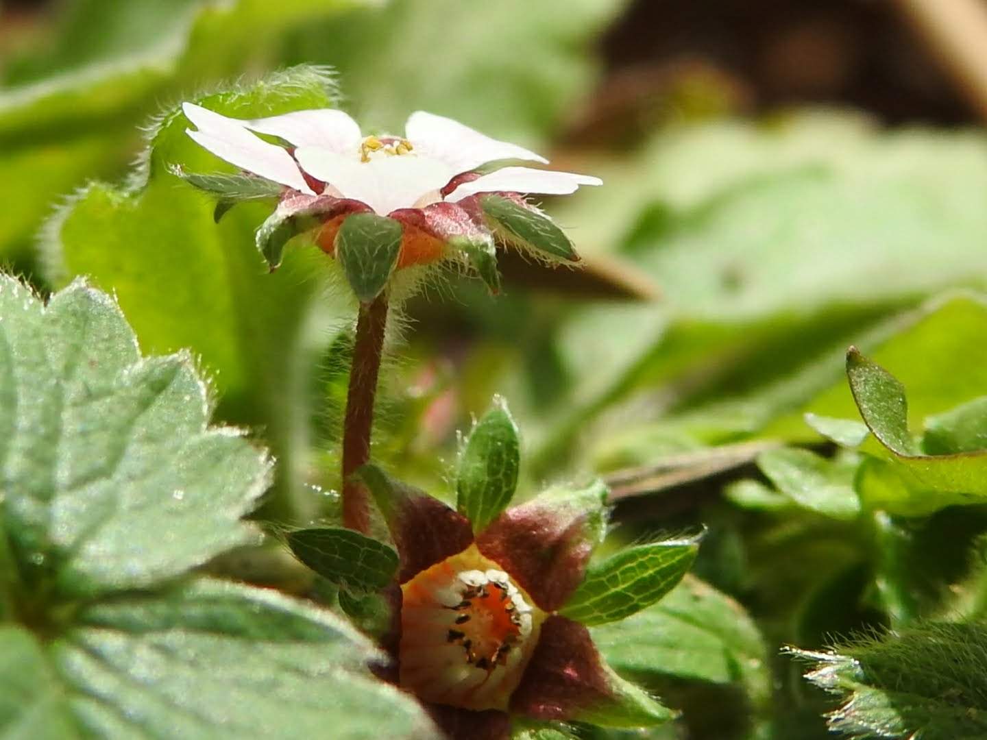 Potentilla micrantha