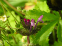 Lamium amplexicaule